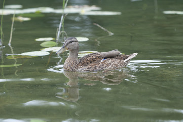 Female Mallard
