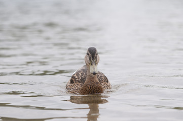 Female Mallard
