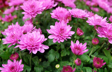 Purple chrysanthemums on a flowerbed in the garden.