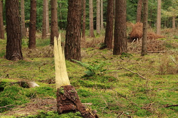 Wildnis