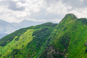 Naklejka premium green mountains of Ukraine, Carpathians