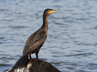 Cormorant - Phalacrocorax carbo