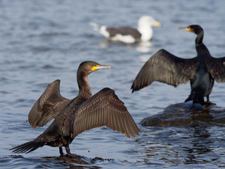Cormorant - Phalacrocorax carbo