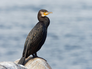 Cormorant - Phalacrocorax carbo