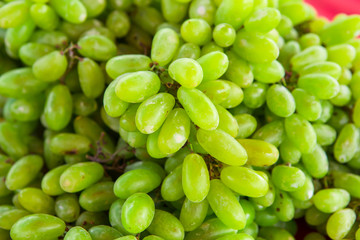Vineyard, Muscat Grape, Agriculture, Candid