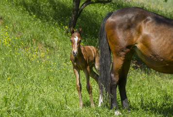 Timorous foal hiding behind mom's back on a spring pasture