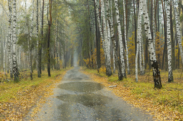 Autumnal landscape at mist and rainy weather in mixed forest