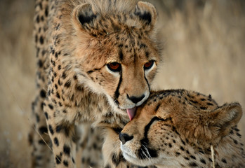 Kiss  in Namibia