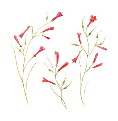 Watercolor Russelia flower set