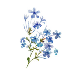 Fototapeta na wymiar Watercolor Plumbago flower set