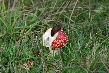 Mushrooming in the forest	