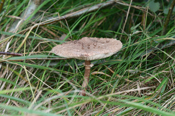 Mushrooming in the forest	