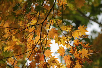 Yellow maple leaves