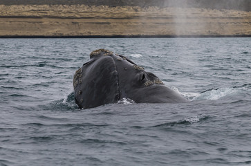 Fototapeta premium Whale Patagonia Argentina