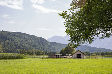 Obraz premium Horse stable