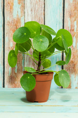 Pilea peperomioides, money plant. Isolated plant in pot. Wooden blue and brown background. 