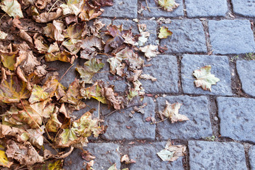 Yellow autumn leaves lying on the paving stones