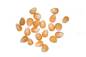 Dry corn scattered on a white plane
