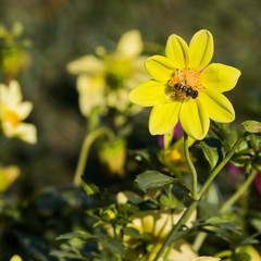 Abstract background with flower