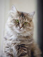 Portrait of a beautiful fluffy cat with green eyes