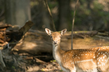 Young deer watching