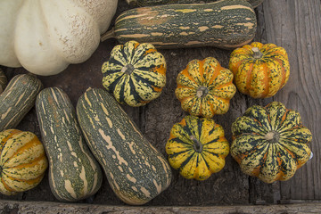 teste di zucca miste