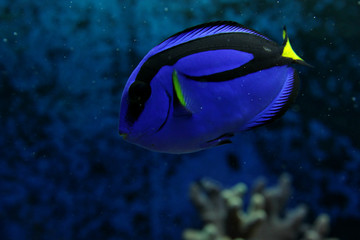 blue small fish