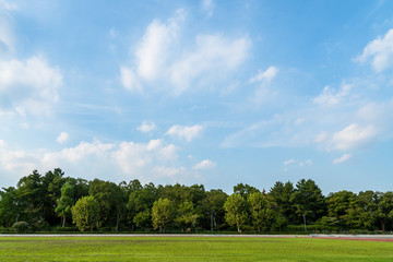 等々力緑地の樹木と青空
