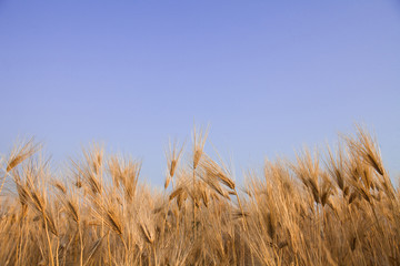 Fototapeta premium Golden barley field with blue sky