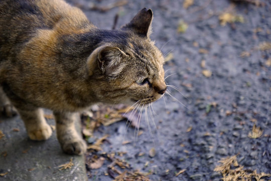 1 Best 警戒する猫 Images Stock Photos Vectors Adobe Stock