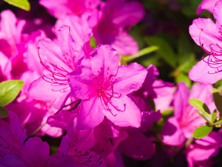 Obraz na płótnie Canvas Close up of pink Azalea blooms on bush