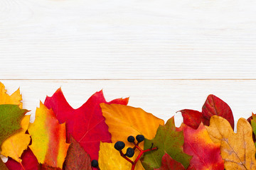 Autumn  leaves over white wooden background with copy space.