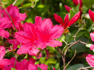 Red Azalea blooms on bush 