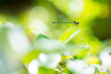 Dragonfly