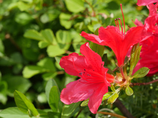 Beautiful Red Azalea blooms on bush