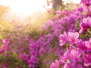 Beautiful light on pink azalea flower in a garden