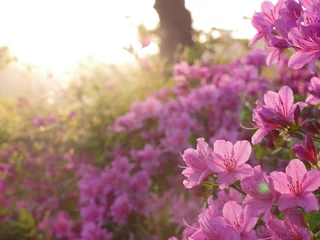 Fond de hotte en verre imprimé Azalée Belle lumière sur la fleur d& 39 azalée rose dans un jardin