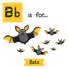 Cute children ABC alphabet B letter tracing flashcard of A Colony of Bats for kids learning English vocabulary in Happy Halloween Day theme.