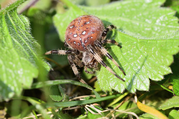 spider hunting on the grass