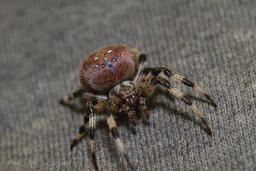 spider hunting on the grass