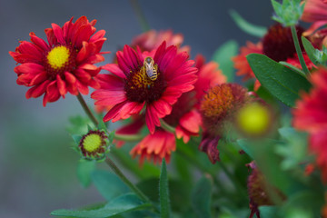 Biene auf einer Kokardenblume