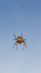 spider on blue sky background. hunter