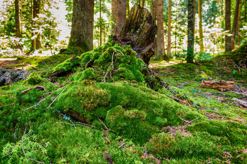 Fototapeta premium grass like a carpet
