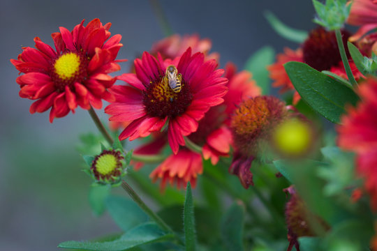 Biene auf einer Kokardenblume