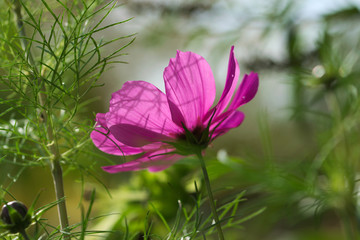 pinke cosmos bipinnatus von unten 