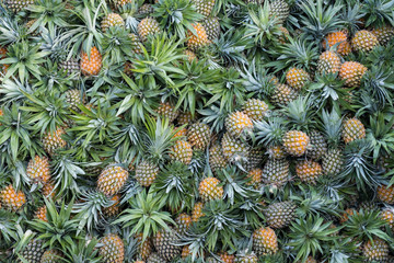 Obraz premium Pile of pineapples fruit on market stall