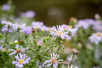 Close up of Purple Flowers