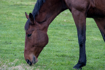 Naklejka na ściany i meble Closeup of Horse eating grass