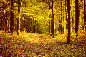 Obraz premium Golden autumnal forest with sunbeams