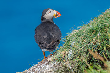 North Atlantic puffins at Faroe island Mykines